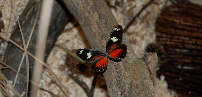 Muzeografii au încercat să recreeze mediul de viaţă al insectelor