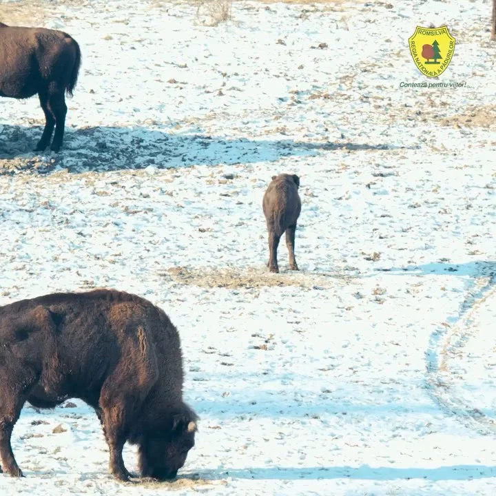 Un pui de zimbru de șapte luni, noul locatar al Rezervației „Neagra” de la Bucșani. De ce a fost botezat Roșia