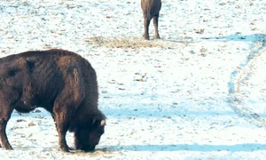 AQNulaZr1k1y82Ern5BAhFguFF9PHZ9tHnk6JcIi2ftCMOd5E5h5EL3U769vPI89jz23nT5Q5LvPqUGImEcIR JgQgeSUjh2BgSlUOw879fg4g mp4 thumbnail png