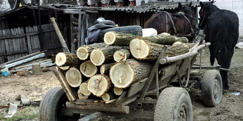 Foto Arhiva Bărbatul de 41 de ani din Abrud este acuzat că a furat 3 metri cubi de lemne 