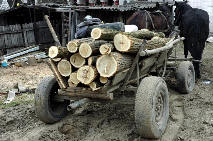 Foto Arhiva Bărbatul de 41 de ani din Abrud este acuzat că a furat 3 metri cubi de lemne