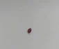 Gândaci în Secția Pediatrie a Spitalului Județean de Urgență Vâlcea Foto captură video jpg