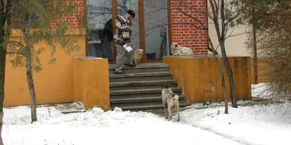 Câinii vagabonzi stau prin toate cartierele oraşului