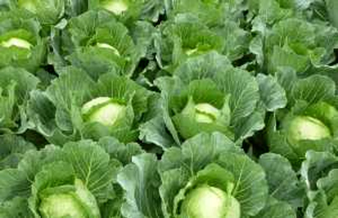 Varza, una dintre cele mai cunoscute legume, un remediu pentru numeroase boli