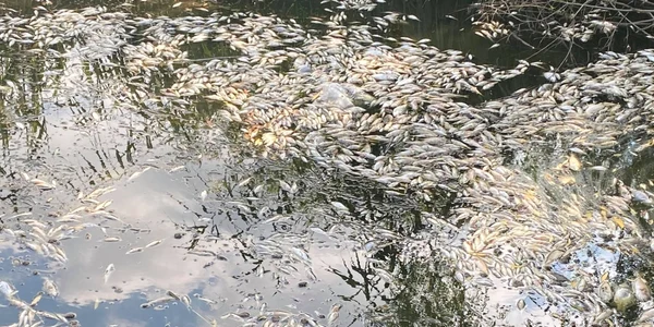 pesti morti suceava 