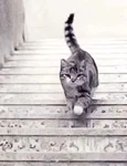 Test  Vezi o pisică urcând sau coborând  Sursa foto 9Gag jpg