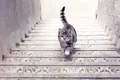 Test  Vezi o pisică urcând sau coborând  Sursa foto 9Gag jpg