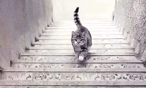 Test Vezi o pisică urcând sau coborând Sursa foto 9Gag jpg