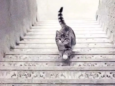 Test Vezi o pisică urcând sau coborând Sursa foto 9Gag jpg