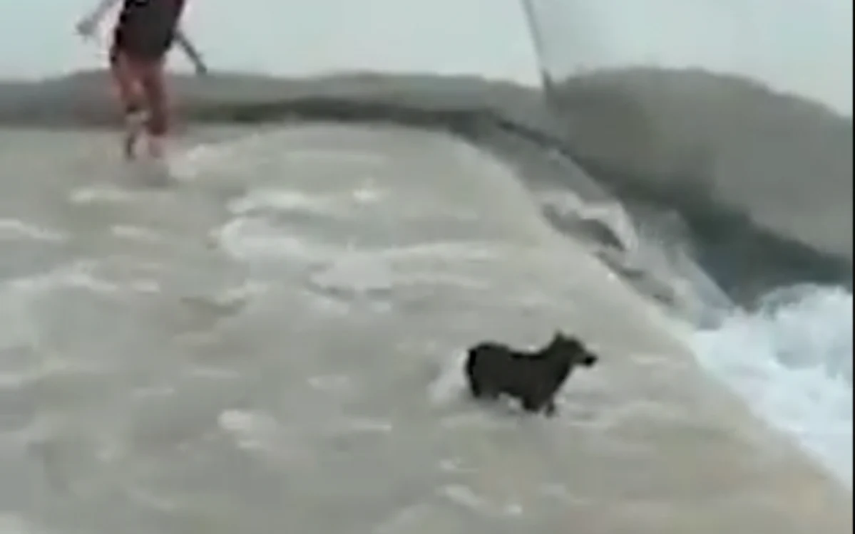 FOTO captură video