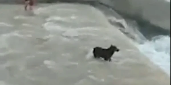 caine salvat foto captura video