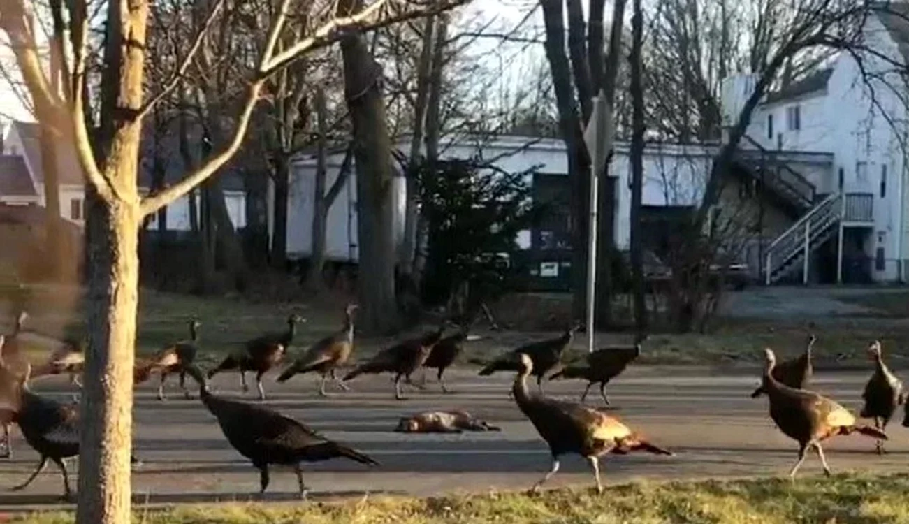 
    Aceste curci au un comportament foarte bizarFoto: captură foto/Youtube  