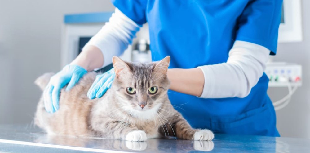  Dispozitiv de ultimă generaţie în medicina veterinară. Ce face în plus față de echipamentele tradiționale