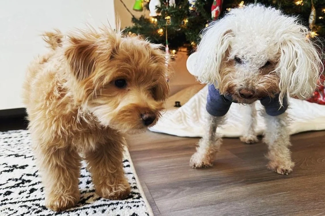 Beau alături de noul său prieten, Finn (Foto: Instagram)