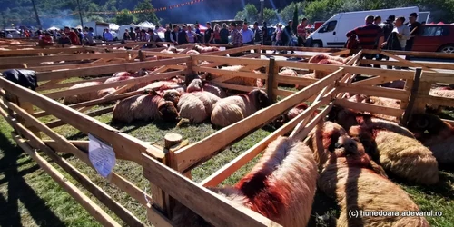 sarbatoarea oierilor la costesti foto daniel guta adevarul