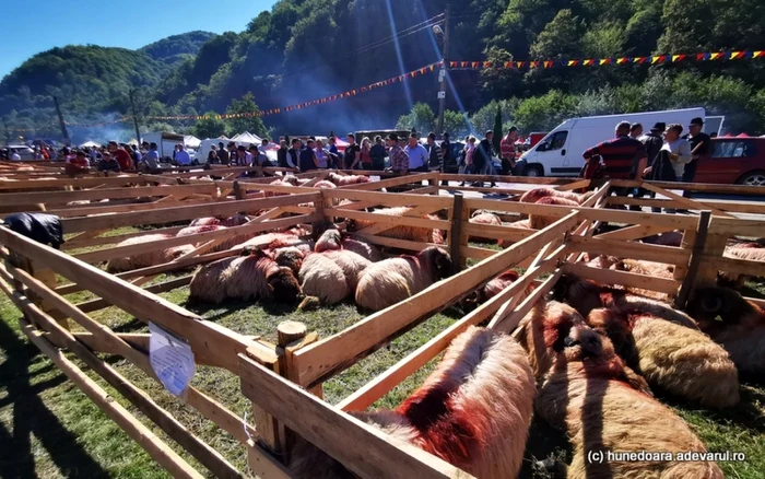 Sărbătoarea oierilor. Foto: Daniel Guţă. ADEVĂRUL