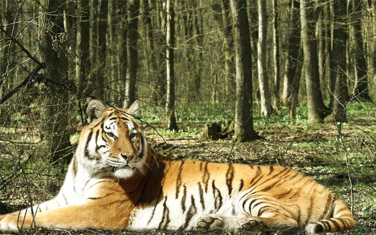 
    Grădina Zoologică are 1.839 de animale grupate în 211 de specii  