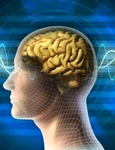 1 creier shutterstock 65181187 jpg jpeg