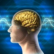 1 creier shutterstock 65181187 jpg jpeg