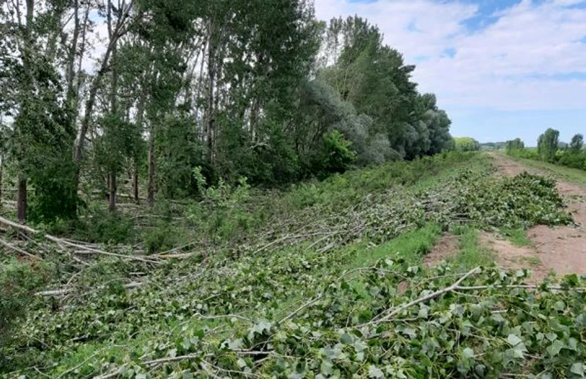 Arborii au fost doborâţi pe aproximativ 5 hectare FOTO: Facebook/Direcţia Silvică Olt