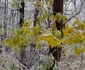 Iarna în pădure Munţii Măcinului Dobrogea Sursa Facebook Cabana Valea Mierii 