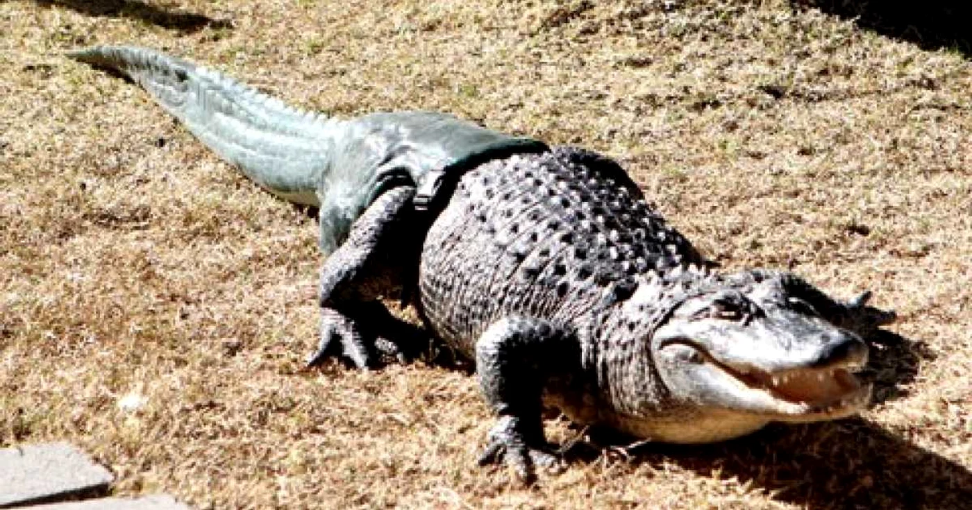 Crocodilul a primit o proteză FOTO ABC News