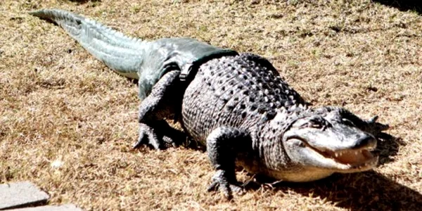 crocodil cu proteza