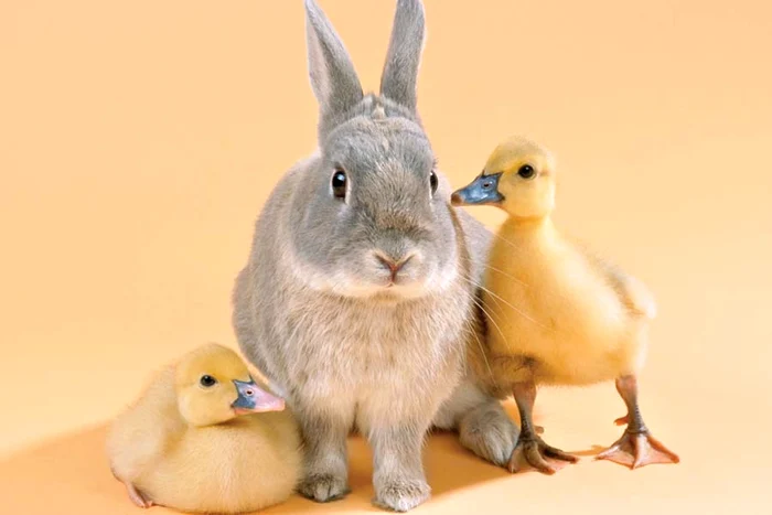 Hait! Astea au capete tari!