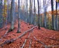 Drumul spre peștera din Valea Rea Foto Daniel Guță (18) jpg