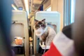 pisica in tren, foto shutterstock jpg