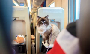 pisica in tren, foto shutterstock jpg