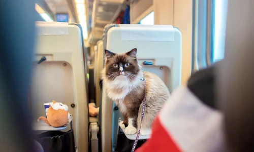 pisica in tren, foto shutterstock jpg