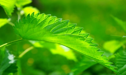 1 80715 original jpg jpeg