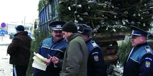 Poliţiştii au verificat fiecare maşină care transporta brazi