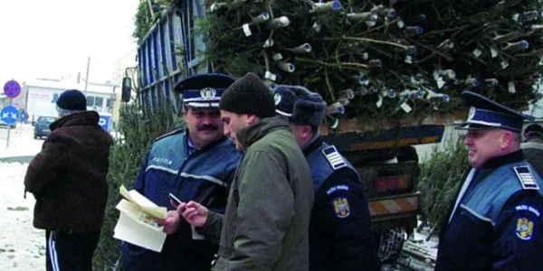 Poliţiştii au verificat fiecare maşină care transporta brazi