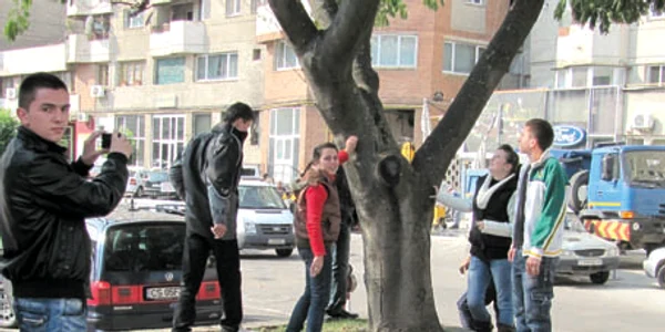 Liceenii cred că arborele de mătase din centru trebuie protejat