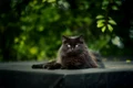 cat 6485361 1280 jpg