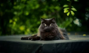 cat 6485361 1280 jpg