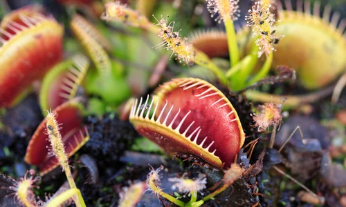 1 64165 original jpg jpeg