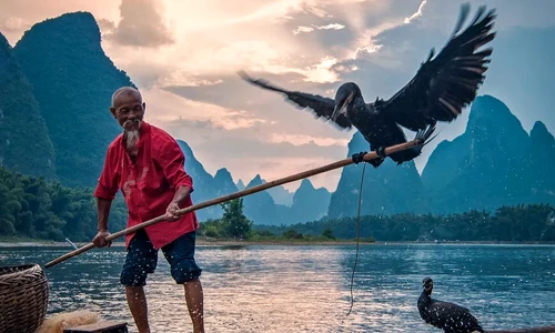 Cormorant fishing in Yangshuo jpg