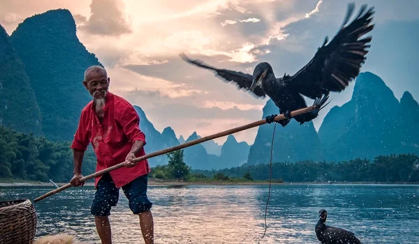 Cormorant fishing in Yangshuo jpg