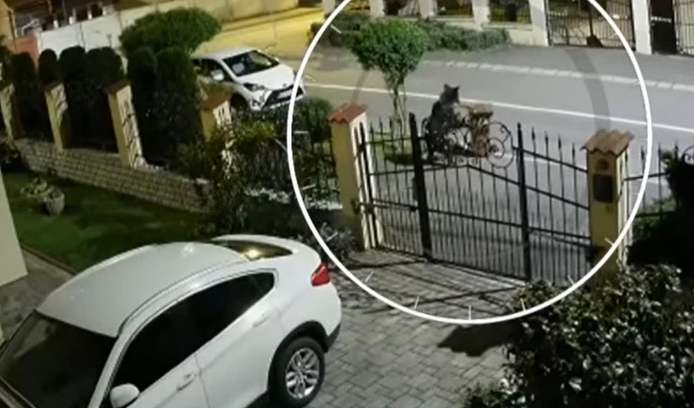 Șeful Salvamont din Predeal, atacat de urs pe stradă, când mergea spre casă. A fost dus la spital în stare de inconştienţă