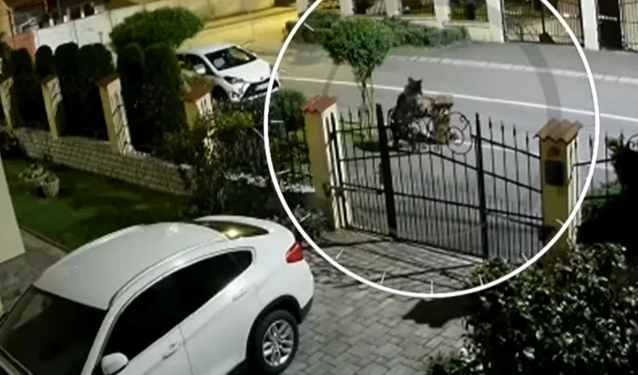 Prezenţa urşilor a fost semnalată în mai multe oraşe din ţară. Foto arhivă/captură video