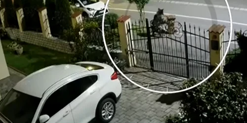 Urs pe străzile din Sibiu Sursă captură video jpg