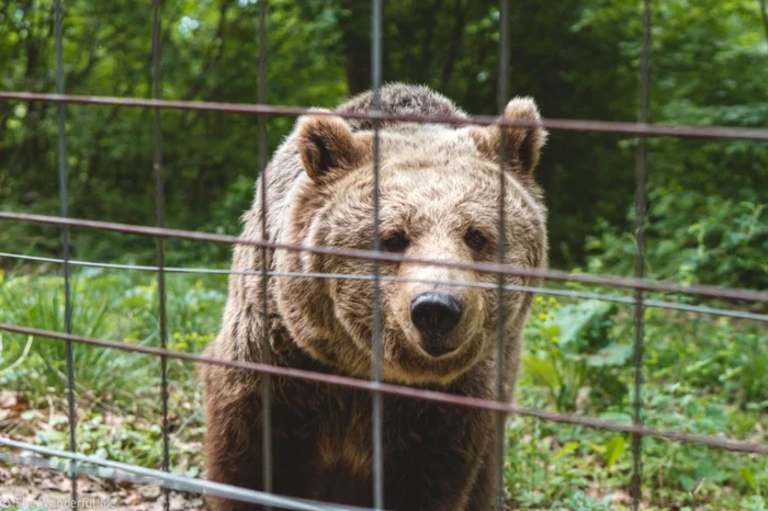 Urs la Sanctuarul Libearty. FOTO: Asociaţia MIlioane de Prieteni