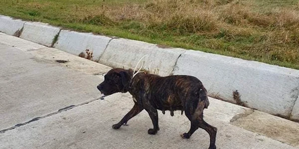 boxer1