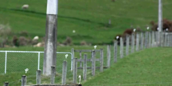 Neozeelandezii şi-au vopsit oile în culorile naţiunilor participante la Rugby World Cup 2011 * Foto: Reuters