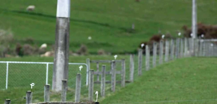 Neozeelandezii şi-au vopsit oile în culorile naţiunilor participante la Rugby World Cup 2011 * Foto: Reuters