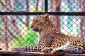 leopard pexels jpeg