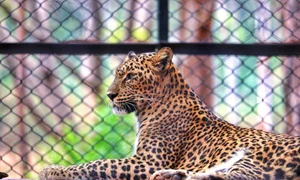 leopard pexels jpeg